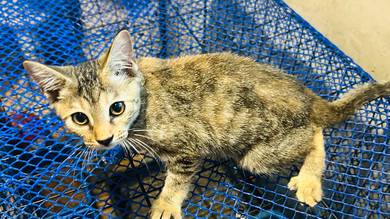 Anak Bengal Mix Untuk Rehome