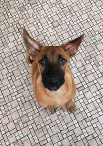 Belgian Malinois mix puppy