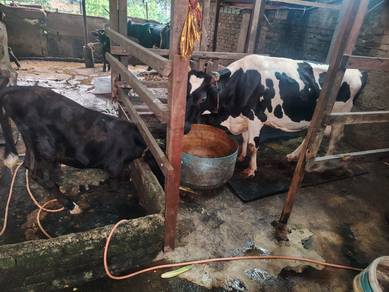 Lembu