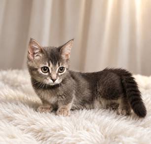 Munchkin short legs 