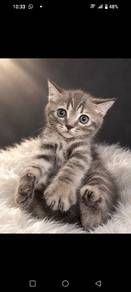 T9 Kittens 