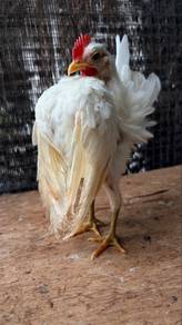 ayam serama putih