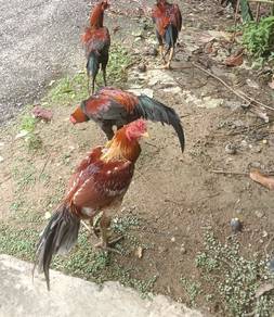 ayam