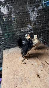 ayam serama