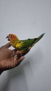 Burung sunconure