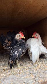 ayam serama putih