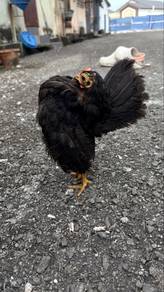 ayam serama betina