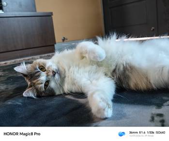kucing parsi