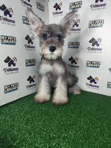 Miniature schnauzer grey white