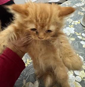 Persian Kitten