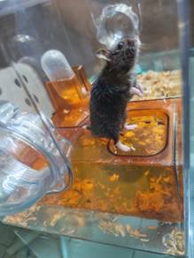 1 Hamster with Hamster Cage