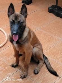Belgium Shepard/Malinois