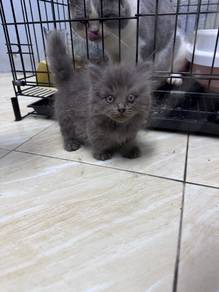 Male Blue Munchkin BLH for rehome