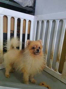 pomeranian