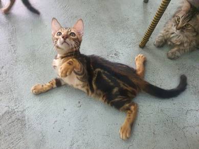 kitten bengal marble 