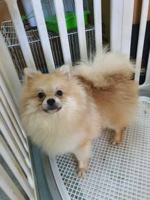 pomeranian male dog