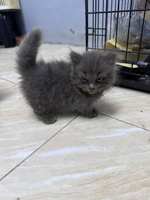 Male Blue Munchkin BLH for rehome