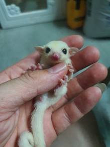 sugar glider leucistic male