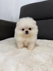 PPP599 Tiny Pomeranian cute puppies