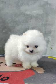HB_922 Tiny Pomeranian super cute puppies