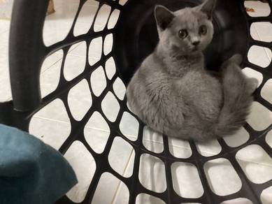 BSH kitten Comel Manja