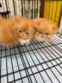 Persian cat