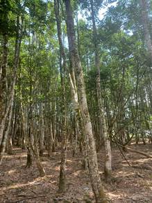 Agricultural Land for Sale!!