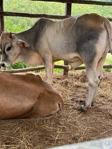 lembu jantan