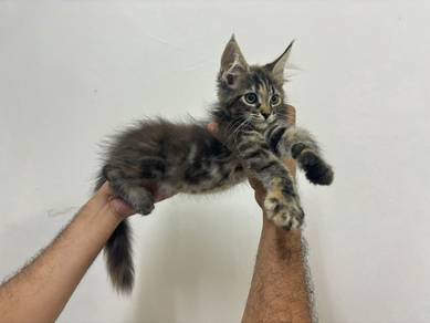 mainecoon kitten
