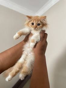 anak kucing untuk di jual