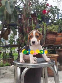 Beagle (F)