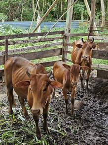 Lembu Perlis