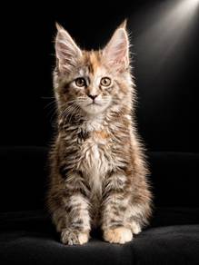 F7 Maine Coon