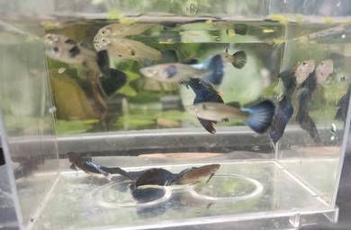 Blue Dragon Guppy Fish
