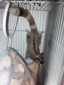 Sugar glider