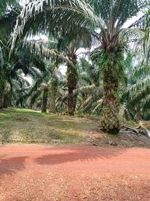 Oil Plam Land For Sales