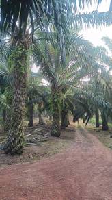Oil Plam Land For Sales
