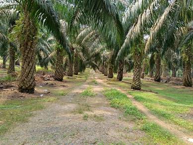 Oil Plam Land For Sales