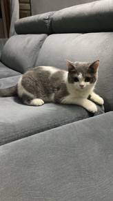 british shorthair (bsh) 9bulan