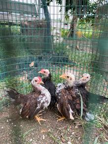 Anak ayam serama