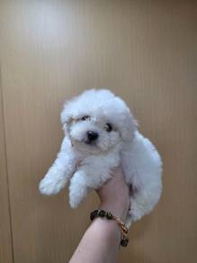 China Bloodline Bichon Frise Boy