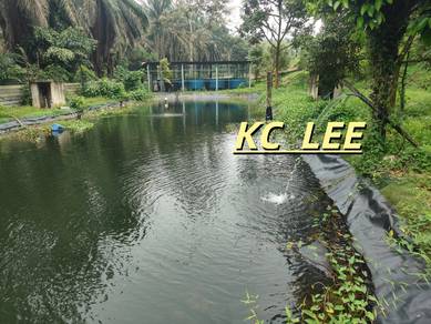 Main Road (with Warehouse) Durian Land For Sale @ Junjong,Kedah