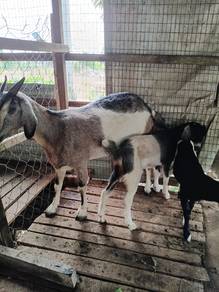 kambing