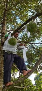 Durian Farm For Sale