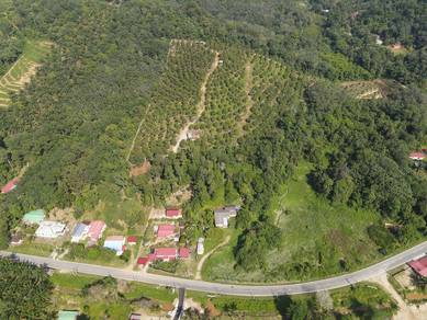 Durian Farm For Sale