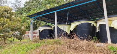 Durian Farm For Sale