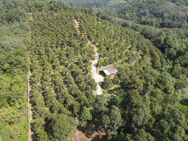 Durian Farm For Sale
