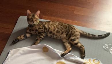 bengal - golden, good breed