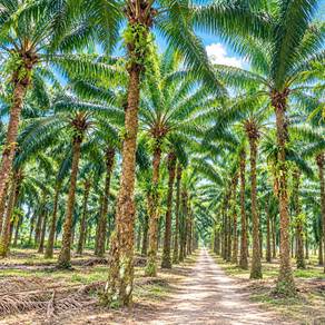 KULAI, ULU CHOH 5 ACRES FREEHOLD Agriculture Land FOR SALE