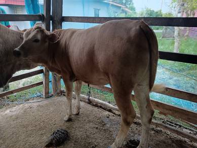 Lembu 2 beranak
